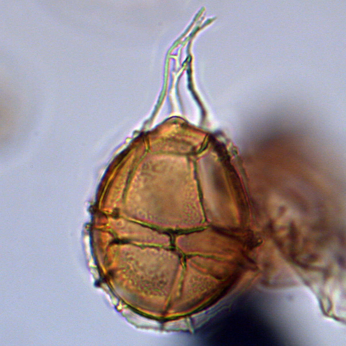 Spiniferella cornuta, U1581-17R-4W, 54-58, sl. 2, J17-3, foto-c.jpg